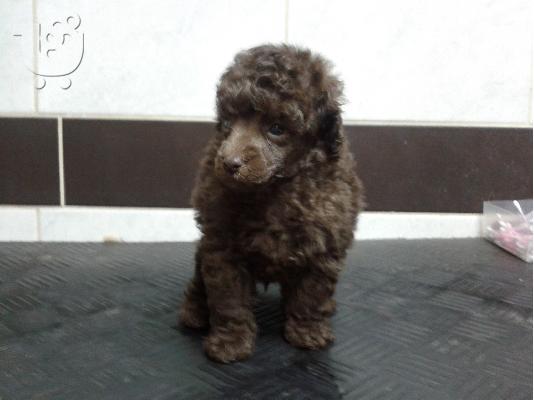 PoulaTo: poodle